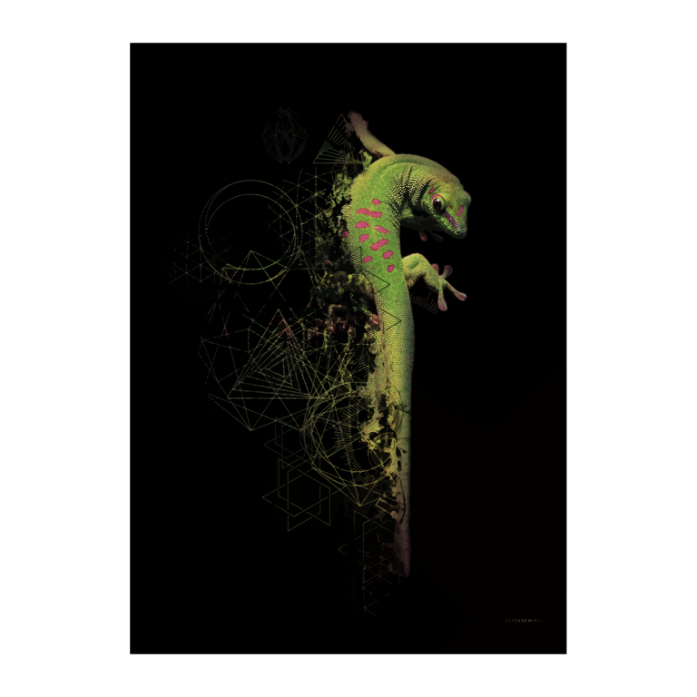Geko - Fine Art Baskı