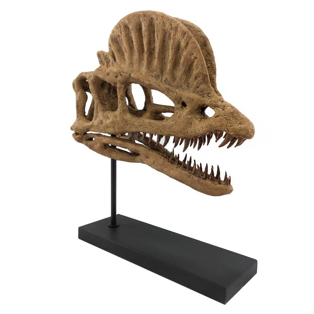 The Fossil Art - Dilophosaurus Fosil Heykeli - Heykel