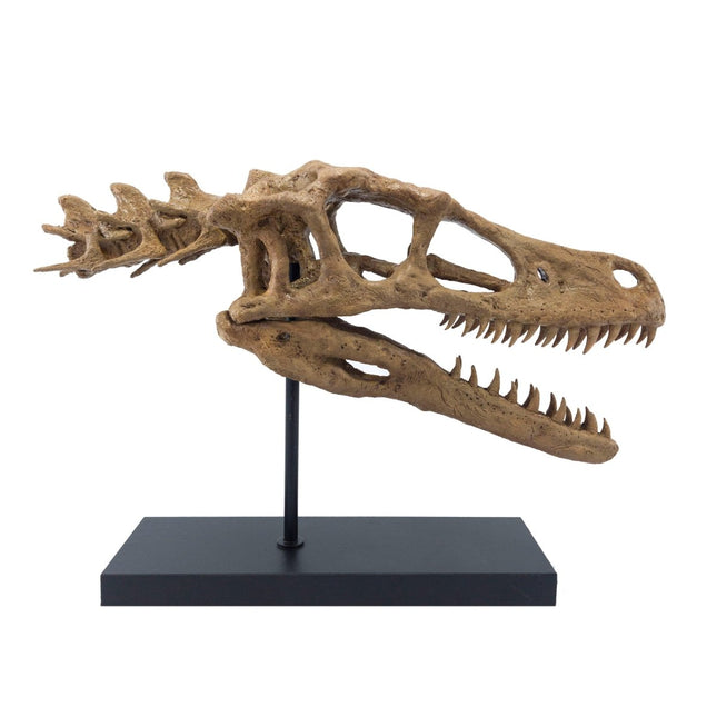 The Fossil Art - Velociraptor Fosil Heykeli - Heykel