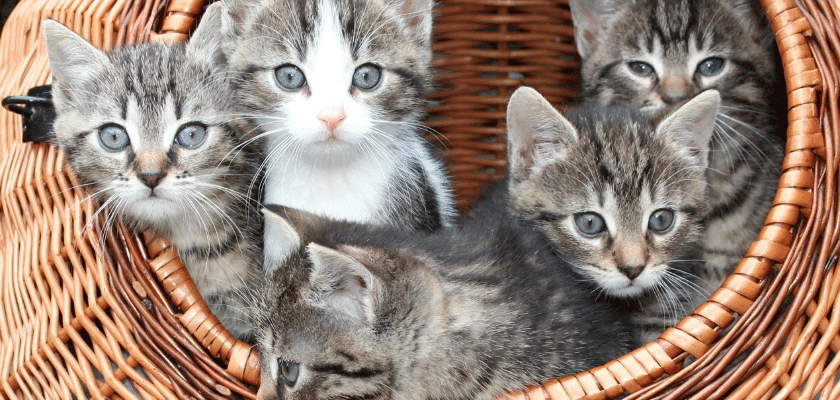En Tatlı Kedi Ürünleri ve Hediyeleri 🐈 - NowShopFun