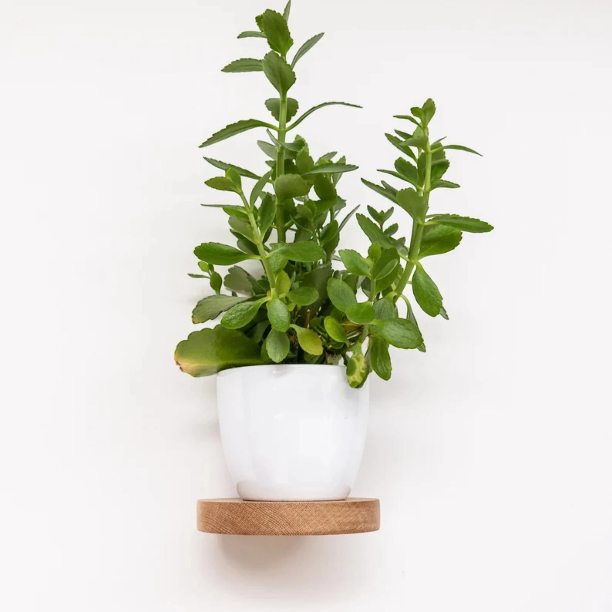 Erica El Yapımı Ahşap Raf