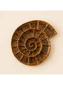 Fossil Sunum Tabağı