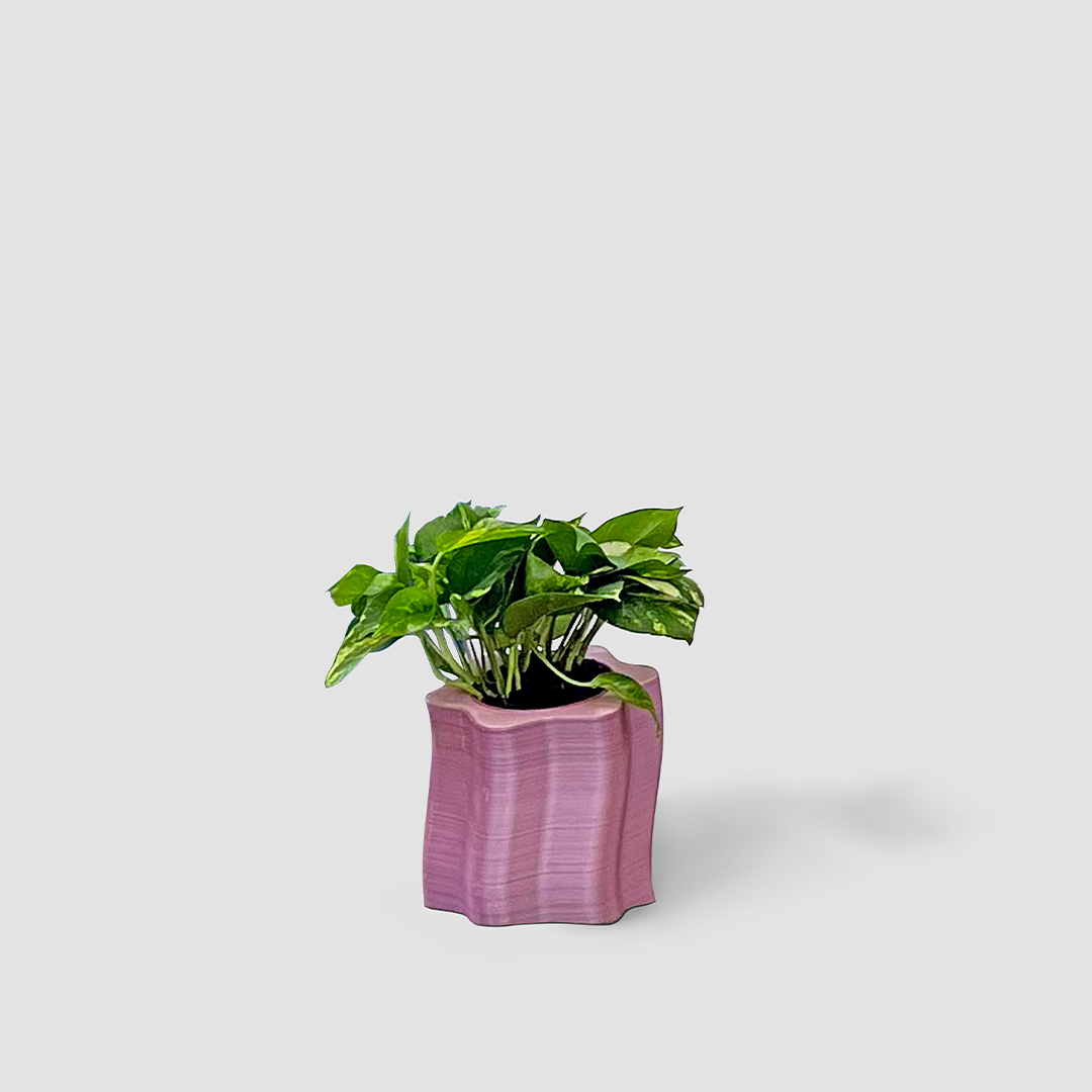 Frosting Saksı - Small