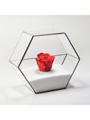 Geometrik Teraryum | Cam Fanus