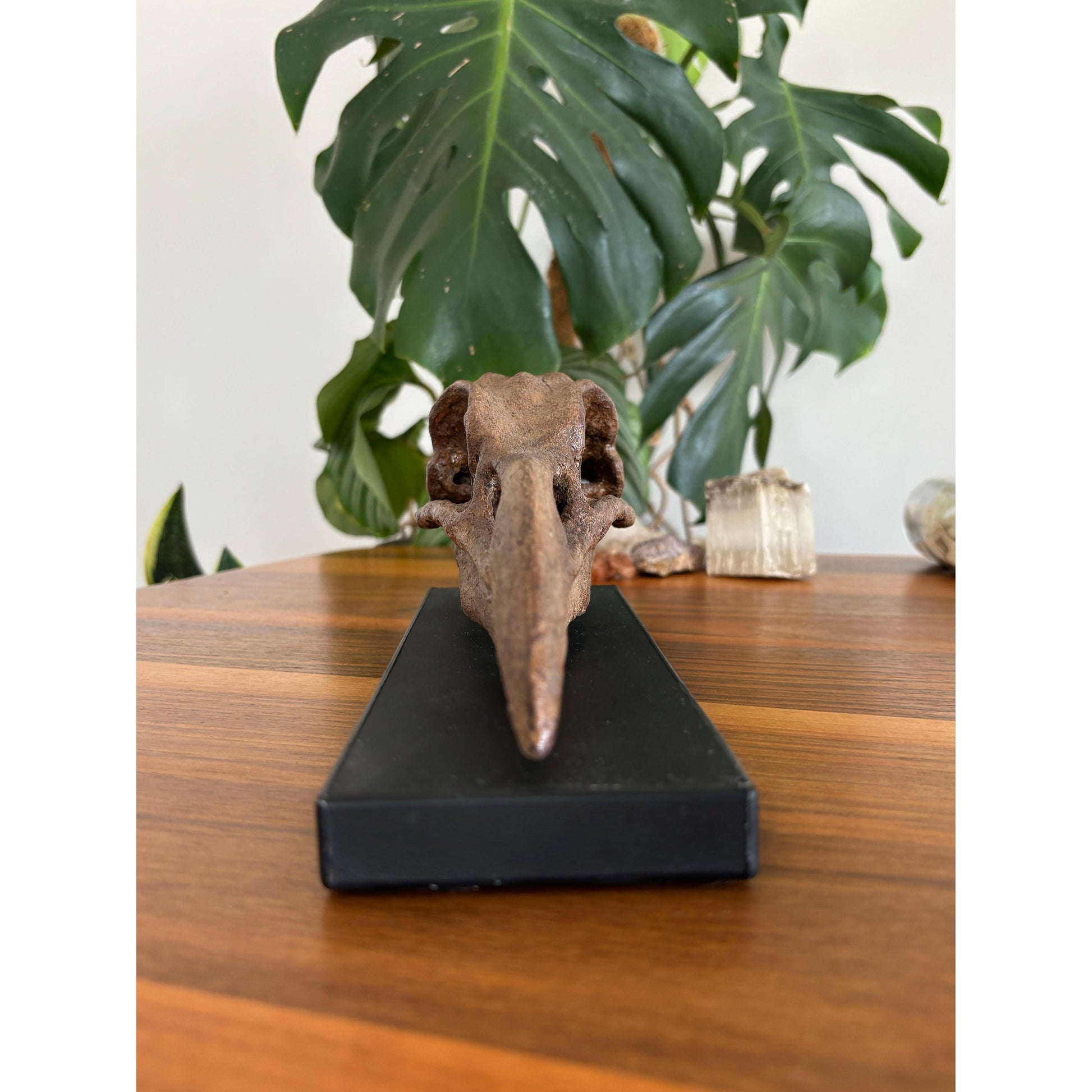 Great Auk Fosil Heykeli