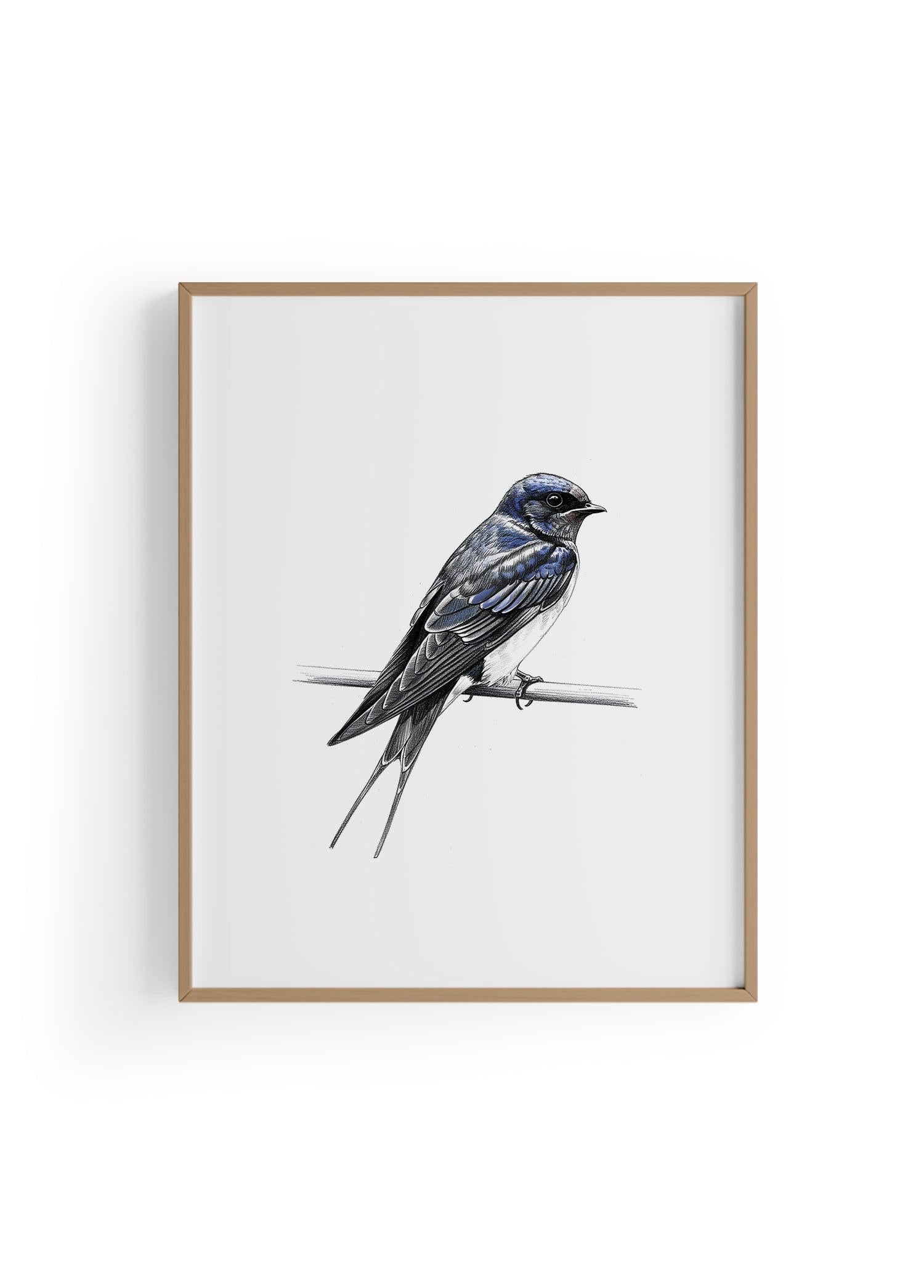 Karakalem Koleksiyonu Kırlangıç Koleksiyonu