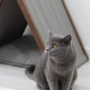 Ketu Kedi Evi