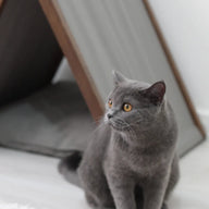 Ketu Kedi Evi