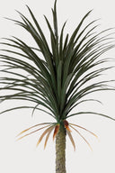 Luna Palm