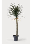Luna Palm