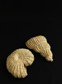Mare Ruffia Fossil Dekoratif Obje Seti