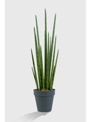 Sansevieria Yapay Ağaç