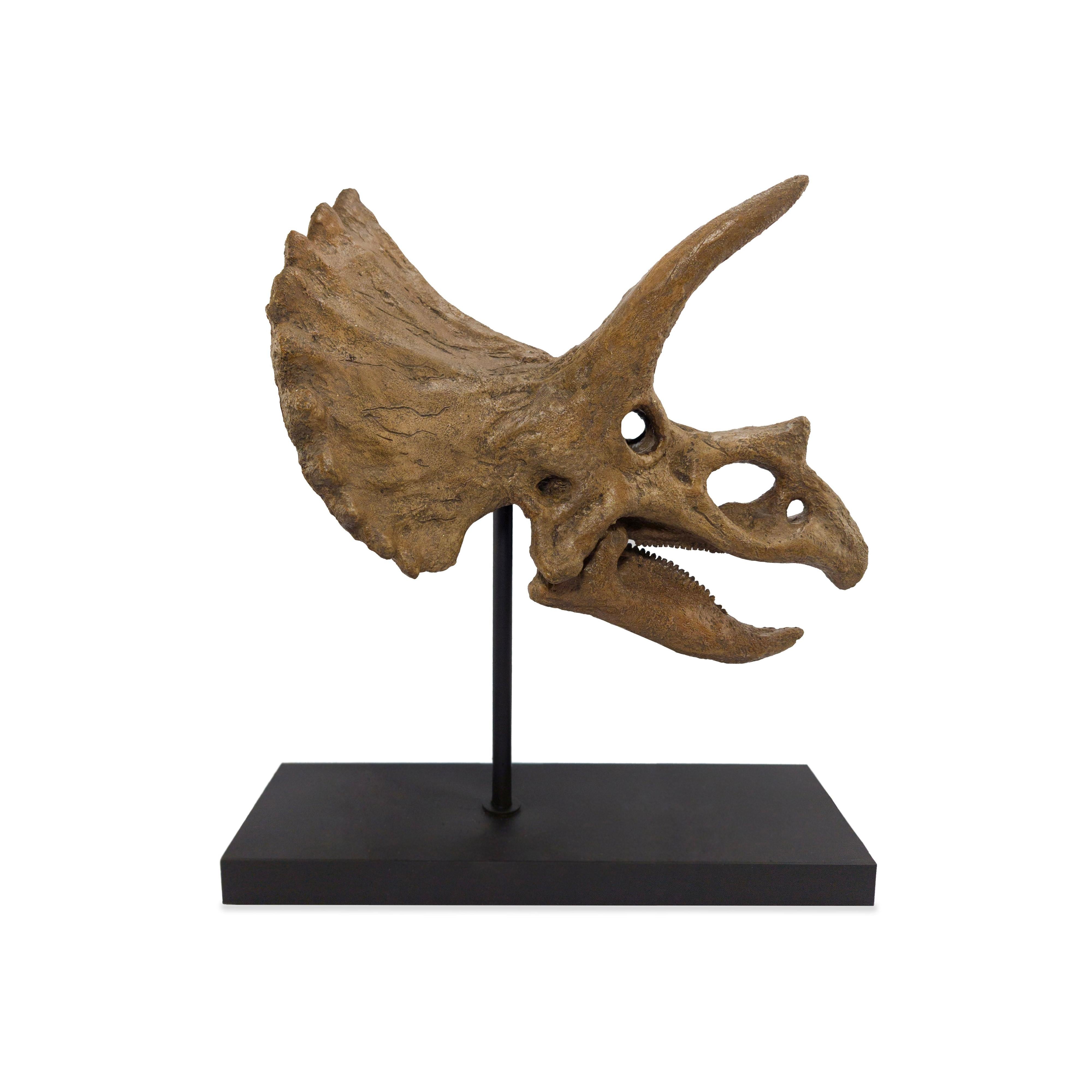 Triceratops Fosil Heykeli No.2