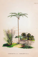 Tropical Serisi Tablo No:1