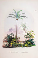 Tropical Serisi Tablo No:3