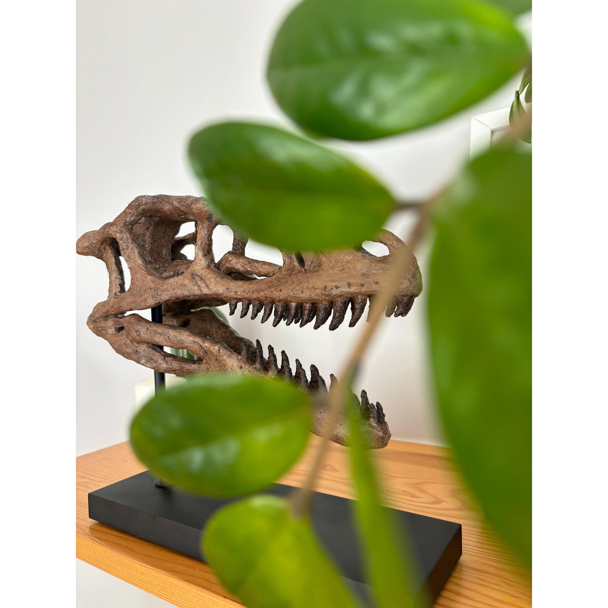 Velociraptor Fosil Heykeli