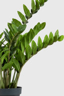 Zamia Yapay Bitki