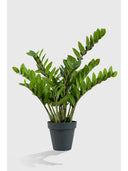 Zamia Yapay Bitki