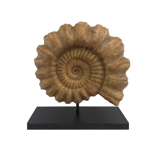Ammonite Fosil Heykeli