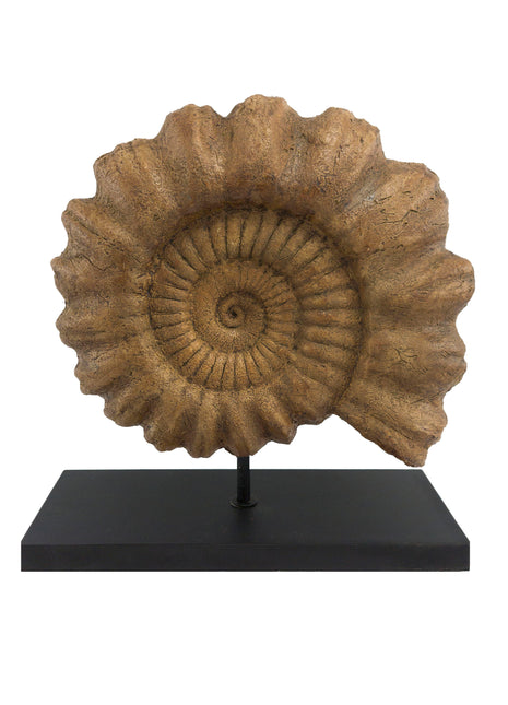 Ammonite Fosil Heykeli