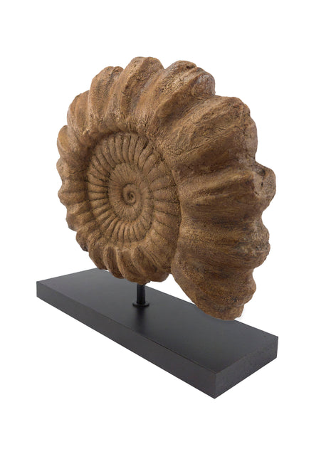 Ammonite Fosil Heykeli