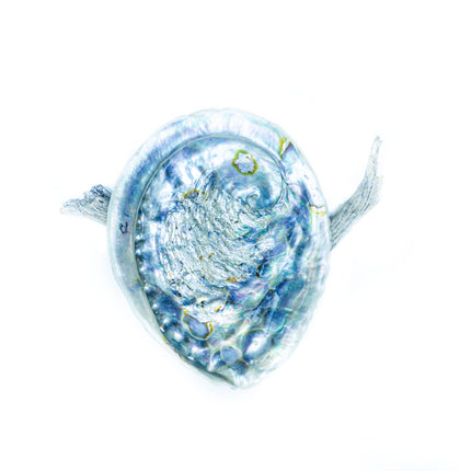 Abalone Tütsülük No:2-Tütsülük-indafelhayat-NowShopFun