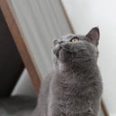 Ketu Kedi Evi - nowshopfun