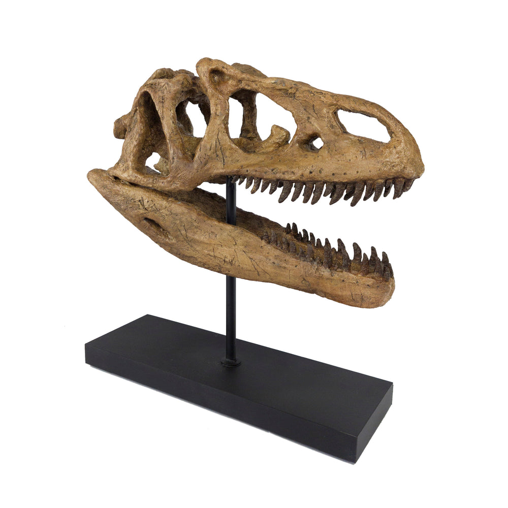 Allosaurus Fosil Heykeli-Heykel-The Fossil Art-NowShopFun