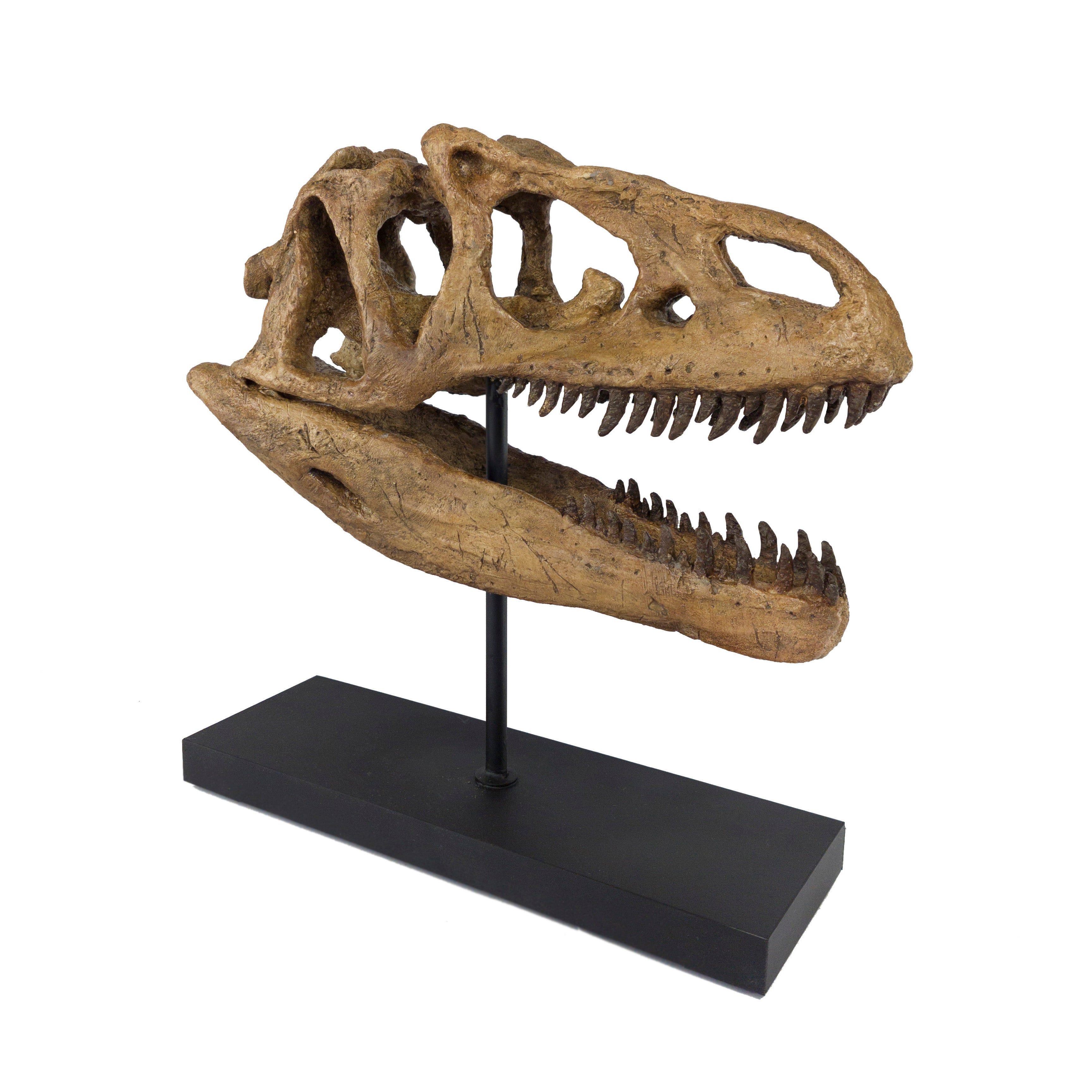 Allosaurus Fosil Heykeli