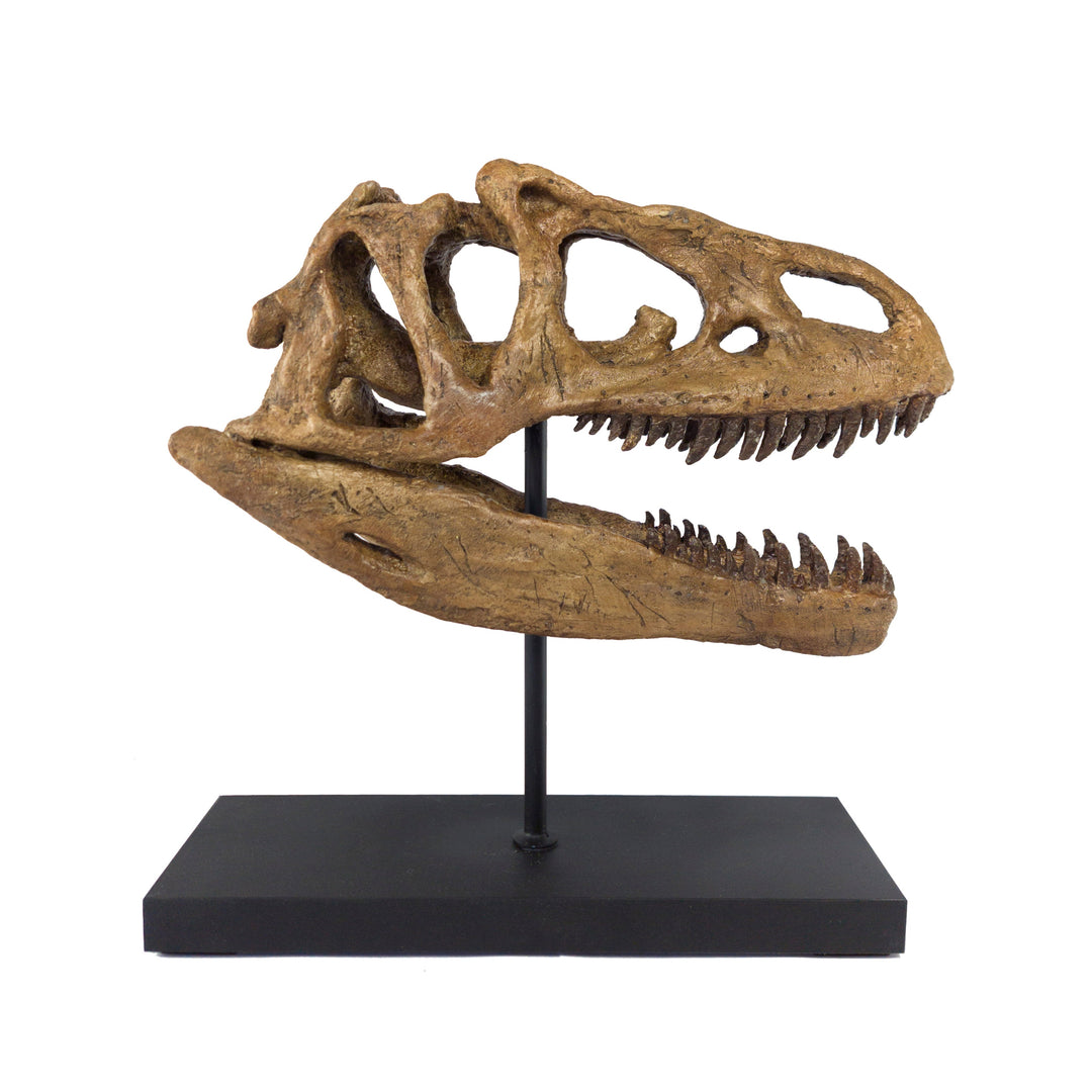 Allosaurus Fosil Heykeli-Heykel-The Fossil Art-NowShopFun