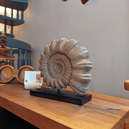 Ammonite Fosil Heykeli