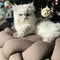 Chic Yatak-Pet Mobilyası-My Petit Paw-NowShopFun