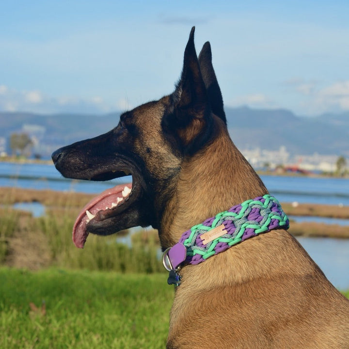 Diamond Lilac Paracord KöPek Boyun Tasması