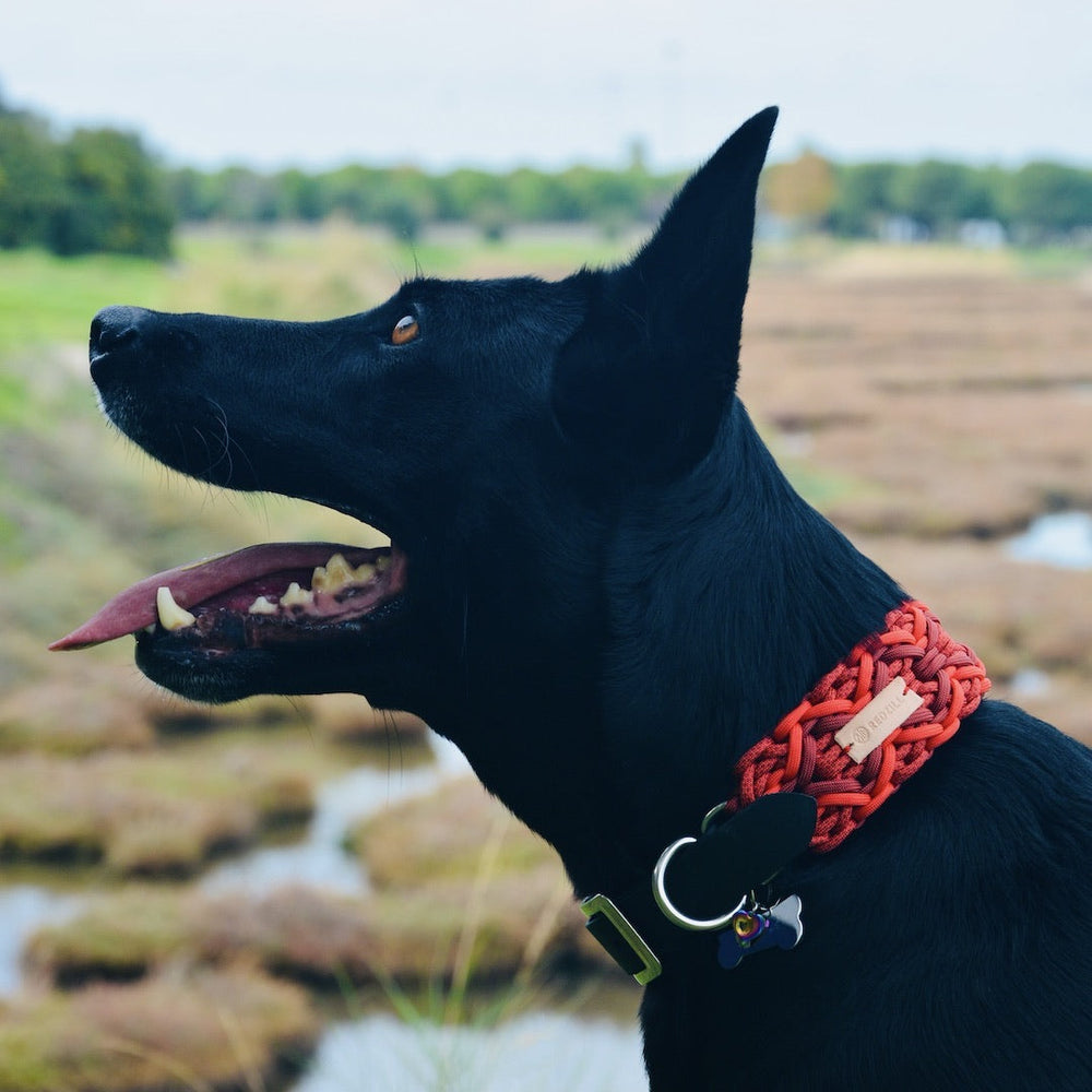 Diamond Red Paracord Köpek Boyun Tasması