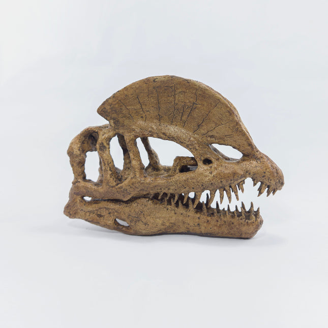 Dilophosaurus Mini Seramik Heykel-Heykel-The Fossil Art-NowShopFun