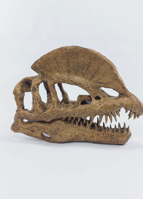 Dilophosaurus Mini Seramik Heykel-Heykel-The Fossil Art-NowShopFun