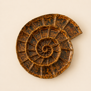Fossil Sunum Tabağı