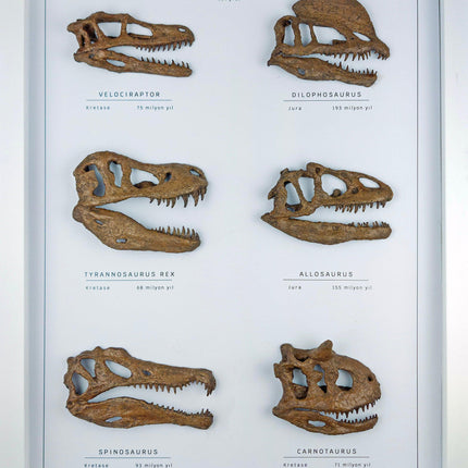 Etobur Dinozorlar 3 Boyutlu Çerçeve Tasarım-Heykel-The Fossil Art-NowShopFun