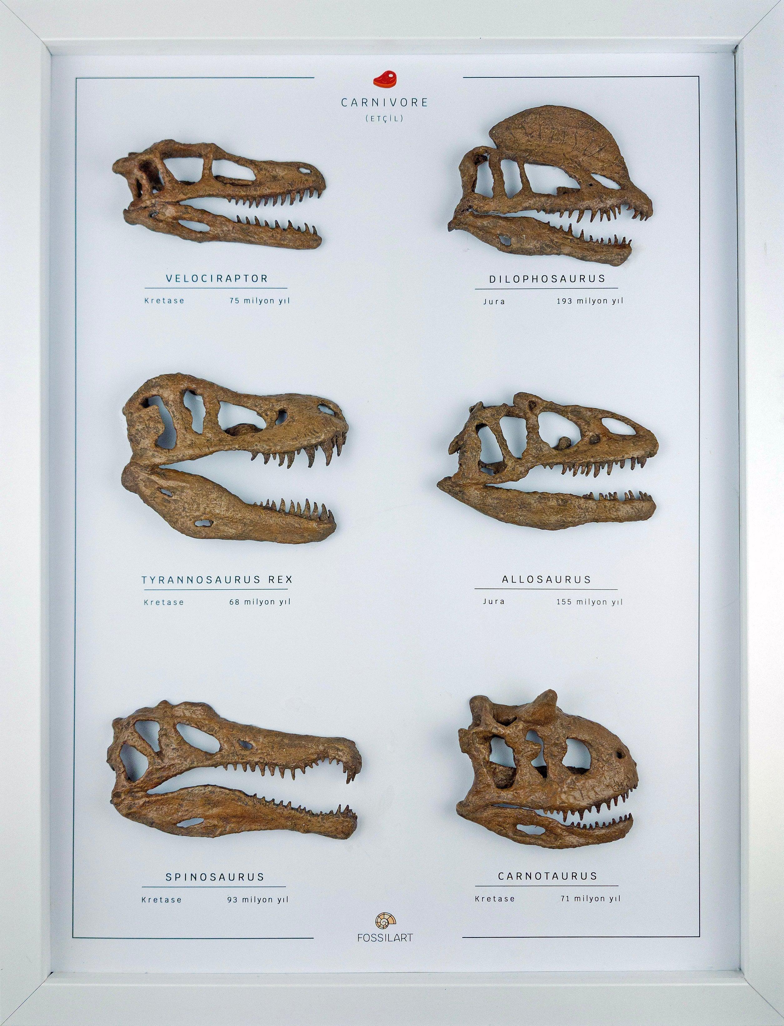 Etobur Dinozorlar 3 Boyutlu Çerçeve Tasarım