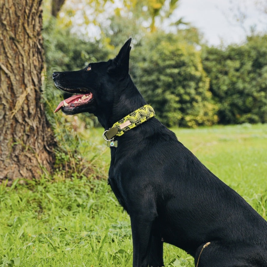 Faroe Lime Paracord Köpek Boyun Tasması