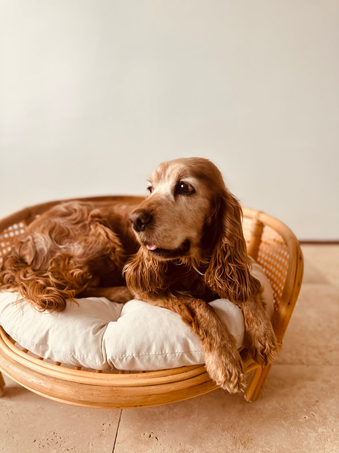 Fleck Rattan Pet Yatağı