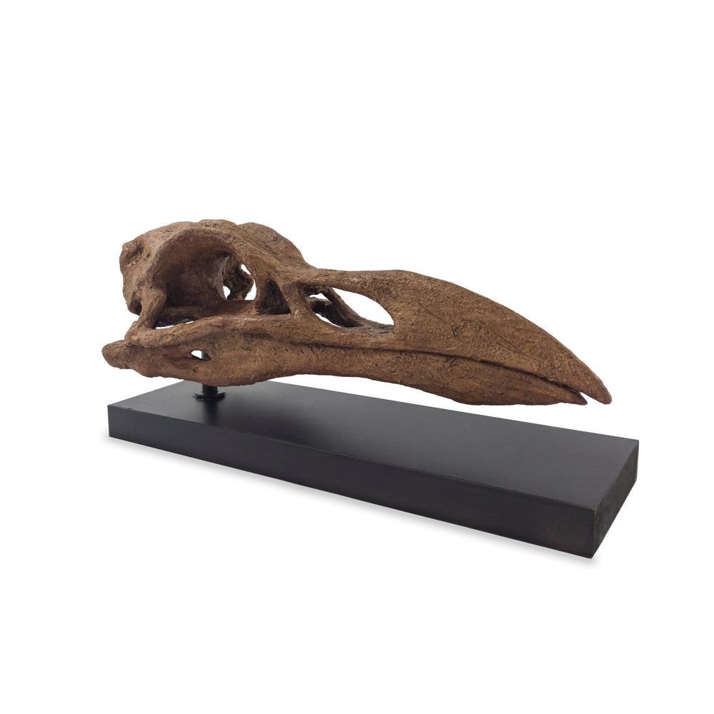 Great Auk Fosil Heykeli-Heykel-The Fossil Art-NowShopFun