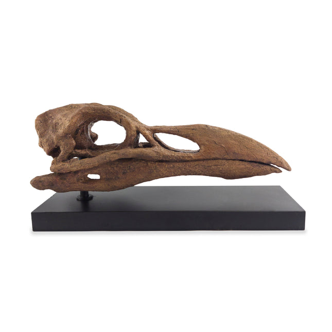 Great Auk Fosil Heykeli-Heykel-The Fossil Art-NowShopFun