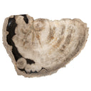 Fosil Ağaç Dekoratif Bowl