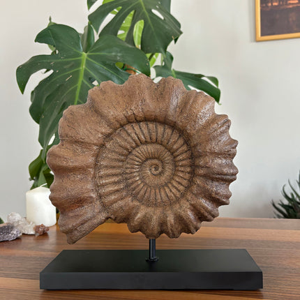 Ammonite Fosil Heykeli