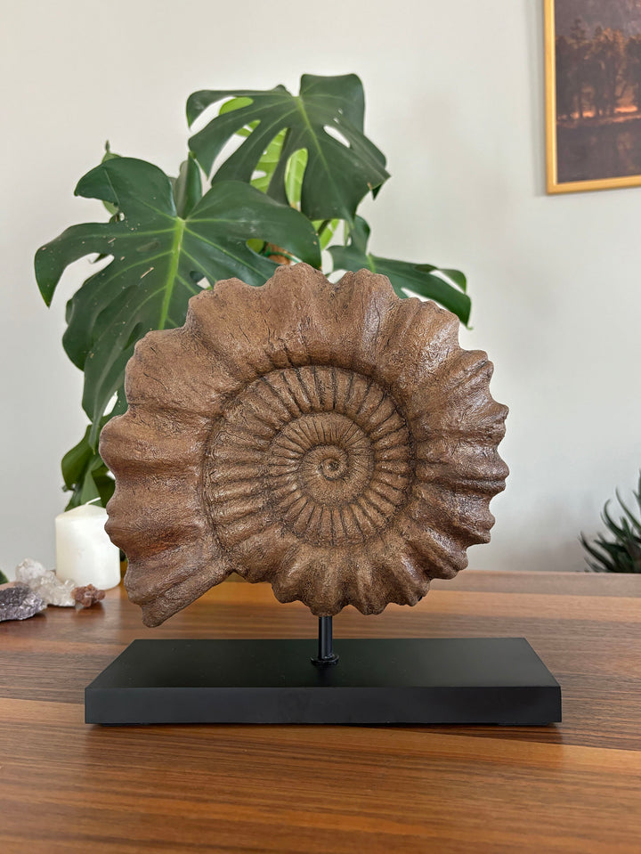 Ammonite Fosil Heykeli