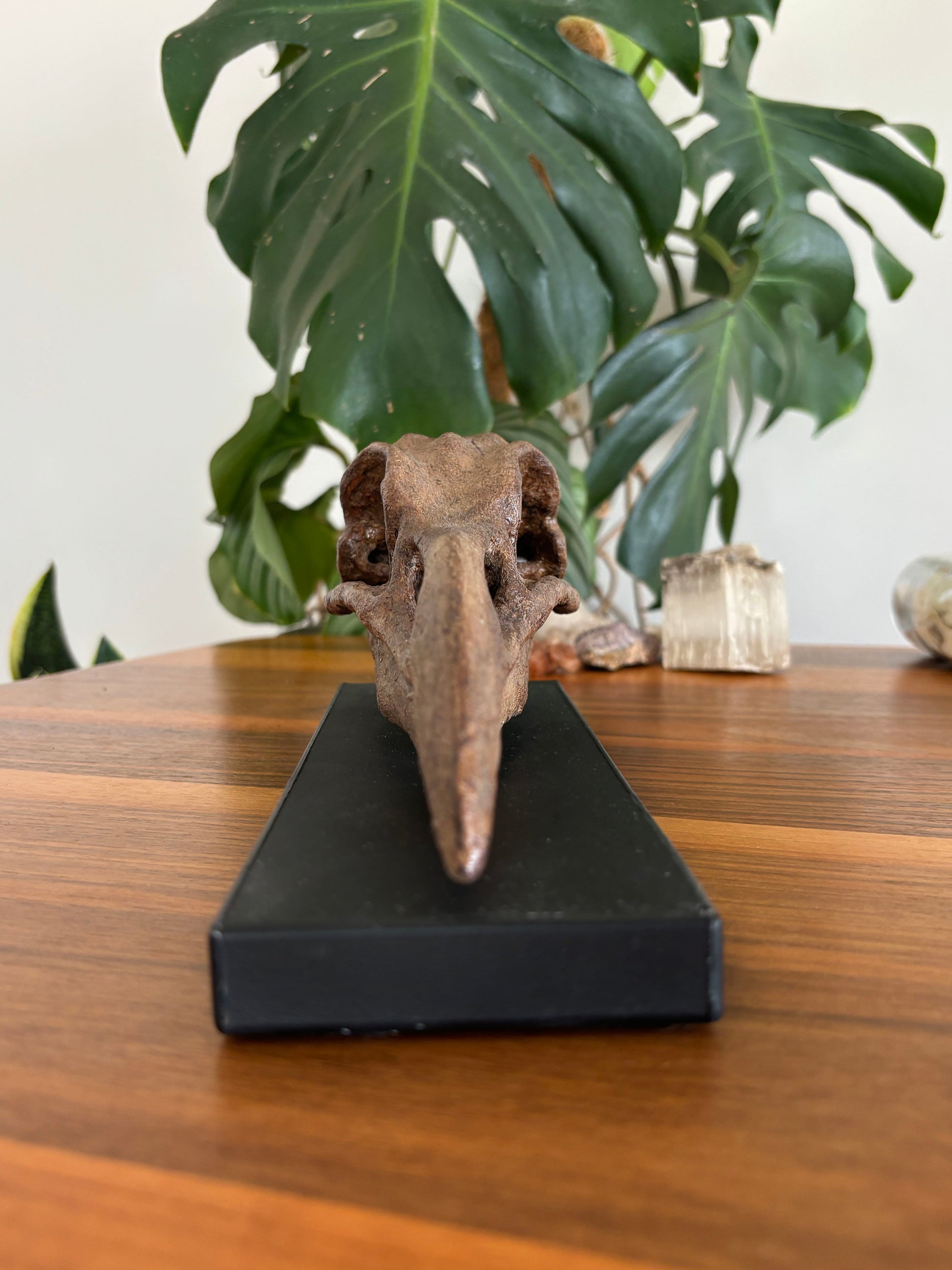 Great Auk Fosil Heykeli