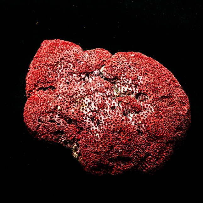 Kırmızı Mercan-Dekoratif Ürün-indafelhayat-NowShopFun