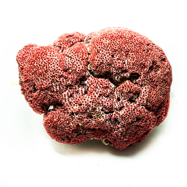 Kırmızı Mercan-Dekoratif Ürün-indafelhayat-NowShopFun