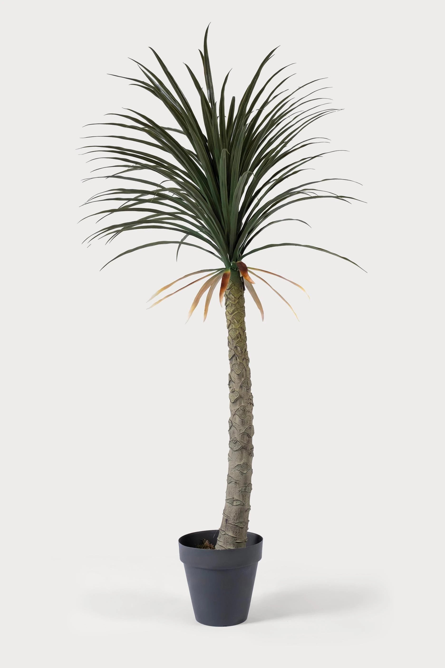 Luna Palm
